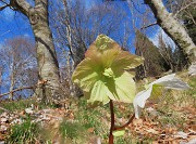 58 Helleborus niger (Ellebori) verso la fruttescenza